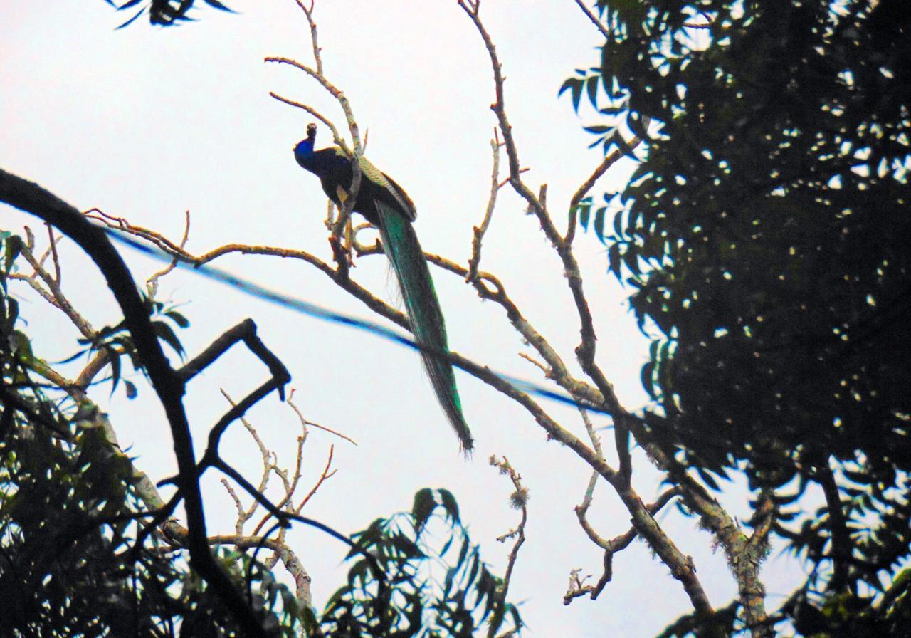 Kodigahawewa Forest Resort Tissamaharama Exteriör bild